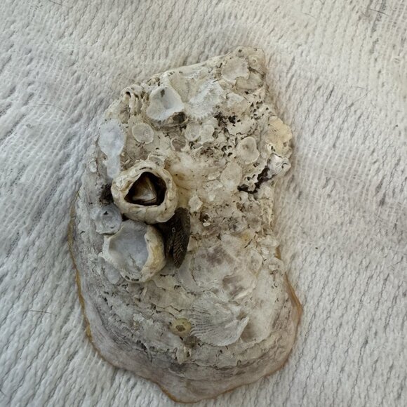 Handmade Decoupage Oyster Shell Trinket Dish Cross, Faith, Gold Trim - Picture 6 of 6